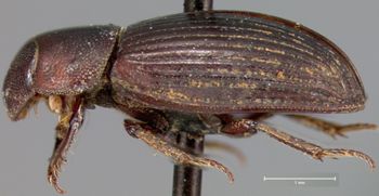 Media type: image;   Entomology 23554 Aspect: habitus lateral view